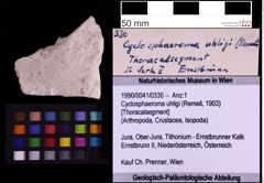 Foto (Objekt + Etiketten) von Cyclosphaeroma uhligi (Remeš, 1903) (NHMW-GEO-1990-0041-0330)